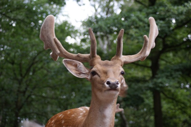 Hochwildpark Rheintal Mechernich